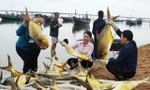 Trúng đậm mẻ cá chim vàng, ngư dân thu hơn nửa tỷ đồng 
