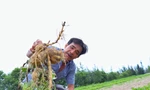 Hồi sinh vùng đất bạc màu thành vựa rau nổi tiếng 