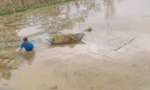 Trắng đêm chạy lũ, nông dân Hà Tĩnh bất lực nhìn hàng ngàn diện tích lúa chìm trong nước