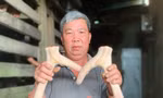 Kiếm bộn tiền từ nghề cắt lộc nhung hươu 