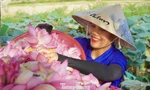 Ra đầm hái sen lúc rạng sáng, mỗi ngày thu tiền triệu