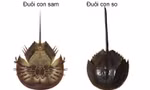 Ăn nhầm loài hải sản chứa chất kịch độc, người đàn ông liệt toàn thân nguy kịch