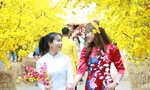 Bạn trẻ đến với không gian Tết cổ truyền, khoe sắc giữa 'rừng' mai vàng rực rỡ