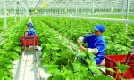 Phát triển nông nghiệp công nghệ cao là hướng đi mới của nhiều địa phương