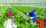 Phát triển nông nghiệp công nghệ cao là hướng đi mới của nhiều địa phương