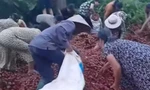 Hà Nội: Thực hư thông tin tranh nhau 'hôi vải' khi xe tải bị tai nạn giao thông