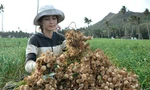 Nhà khoa học cảnh báo tỏi Lý Sơn bị tỏi voi Nhật Bản 'bóp chết'