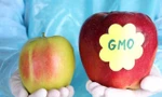 Thực phẩm biến đổi gen có thực sự đáng sợ?