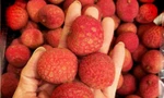 Vải thiều 'đi máy bay' từ Úc về Việt Nam, giá 1,3 triệu đồng/kg