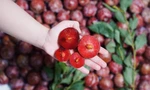 Mận ruby Sơn La 230.000 đồng/kg có gì đặc biệt?