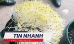TIN NHANH: Tràn lan hóa chất 'nước kẹo' ngâm giá đỗ; Tiết lộ đáng sợ của nhân viên hãng Jeju Air