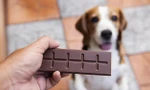 Tại sao chó không được phép ăn socola?