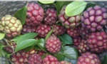 Giống na rừng lạ màu đỏ giá cao vẫn hút khách