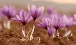 Để làm được 1kg “vàng đỏ” saffron phải tốn tới…150.000 bông hoa nghệ tây