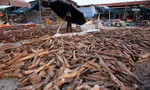 Độc lạ chợ ‘củi vụn’ có giá tiền triệu một cân