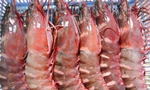 Tôm sú cọp ‘siêu khủng’ tiền triệu đắt hơn tôm Alaska, đùi gà đông lạnh giá rẻ vì sao?