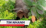 TIN NHANH: Cây phượng bật gốc đè 4 học sinh đang tập thể dục; Tai nạn liên hoàn 50 phương tiện trên cao tốc