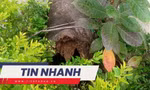 TIN NHANH: Cây phượng bật gốc đè 4 học sinh đang tập thể dục; Tai nạn liên hoàn 50 phương tiện trên cao tốc