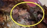 Chuỗi thực phẩm sạch Hà Nội đóng cửa vì sự cố giòi bò, LG dừng kinh doanh điện thoại
