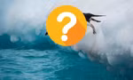 Loài chim nào ngủ đến... 10.000 giấc mỗi ngày?