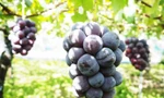 Nho 'ngọc trai đen' ngon đặc biệt cả triệu đồng/kg, bán hết khi chưa về Việt Nam