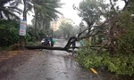 Quảng Nam mưa lớn, gió giật bật gốc cây ở Hội An