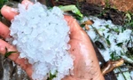 Mưa đá kéo dài suốt 2 giờ đồng hồ khiến nhiều diện tích sâm bị hư hại.