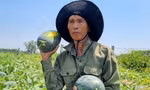 Thủ phủ dưa hấu Quảng Nam mất mùa, rớt giá thê thảm