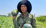 Thủ phủ dưa hấu Quảng Nam mất mùa, rớt giá thê thảm