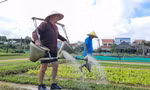 Du lịch phát triển nông thôn thành 'vùng quê đáng sống'