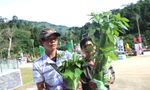 Độc đáo hội thi sâm Ngọc Linh ở huyện miền núi Quảng Nam
