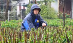Nông dân Huế dầm mình giữa giá rét như cắt da thịt.