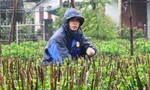 Nông dân Huế dầm mình giữa giá rét như cắt da thịt.