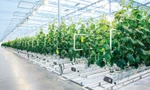 Chấm dứt hoạt động đầu tư Dự án Vùng nông nghiệp ứng dụng công nghệ cao của FLC