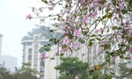 Ngỡ ngàng sắc hoa ban nở sớm giữa lòng Hà Nội