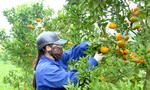 Thủ phủ cam Cao Phong được mùa, được giá nhờ tái canh