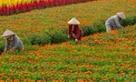 Làng hoa Bình Dương đua sắc đón Xuân