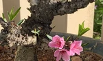 Đào thất thốn đặc hữu Đà Lạt