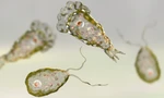 Sinh vật đơn bào Naegleria fowleri thường được gọi là amip ăn não người. Ảnh: Biospace.
