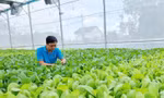 Sơ chế rau trước khi đưa ra thị trường