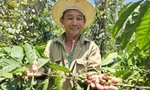 Thủ phủ cà phê vẫn chưa hết lo dù giá tăng đột biến 