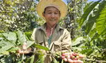 Thủ phủ cà phê vẫn chưa hết lo dù giá tăng đột biến 