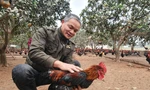 Kỹ nghệ chăn gà 'tiến vua' 