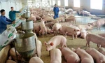 Thiếu nguồn cung, giá lợn hơi sẽ còn tăng 