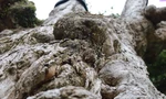 Về Đất Tổ nghe chuyện cây nghìn năm tuổi 