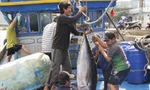 Ngư dân Bình Định 'kém vui' trong chuyến biển xuyên Tết 