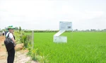 Đề án 1 triệu ha lúa chất lượng cao, phát thải thấp: Xem xét thí điểm chi trả tín chỉ carbon 