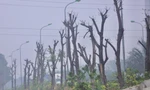 Thông tin mới vụ hàng loạt cây xanh chết khô ở Đại lộ Thăng Long