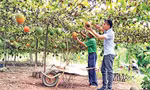 Ông chủ trẻ bén duyên loại quả 'đến từ thiên đường'