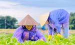 Mưa lớn kéo dài, nông dân Quảng Ngãi dầm mình dưới mưa vớt vát nông sản